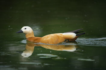 on his/her way - Kostenloses image #480911